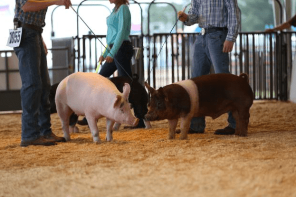 Contest veterans go 'hog wild' by KIRSTEN BALLARD, photo by MELISSA KEY